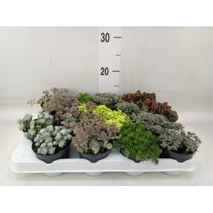 Sedum   ...