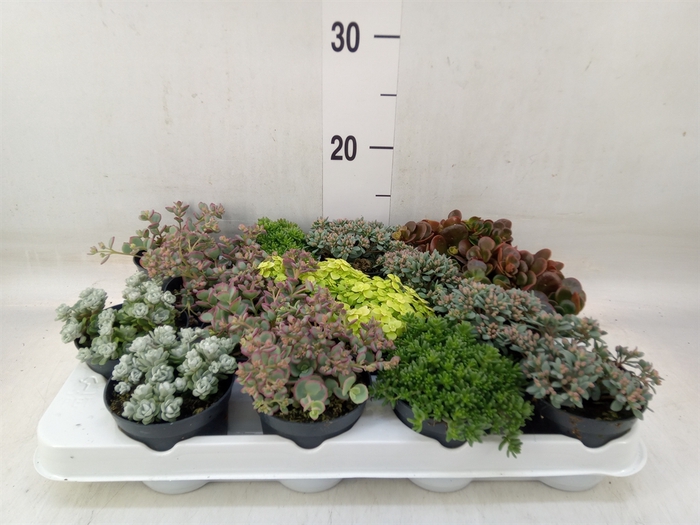 <h4>Sedum   ...</h4>