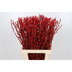 Salix Caprea Snow Flake P. Red