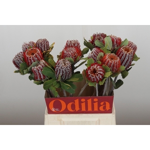 Banksia Coccinea