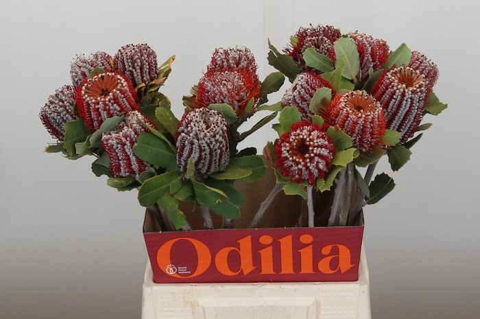 <h4>Banksia Coccinea</h4>