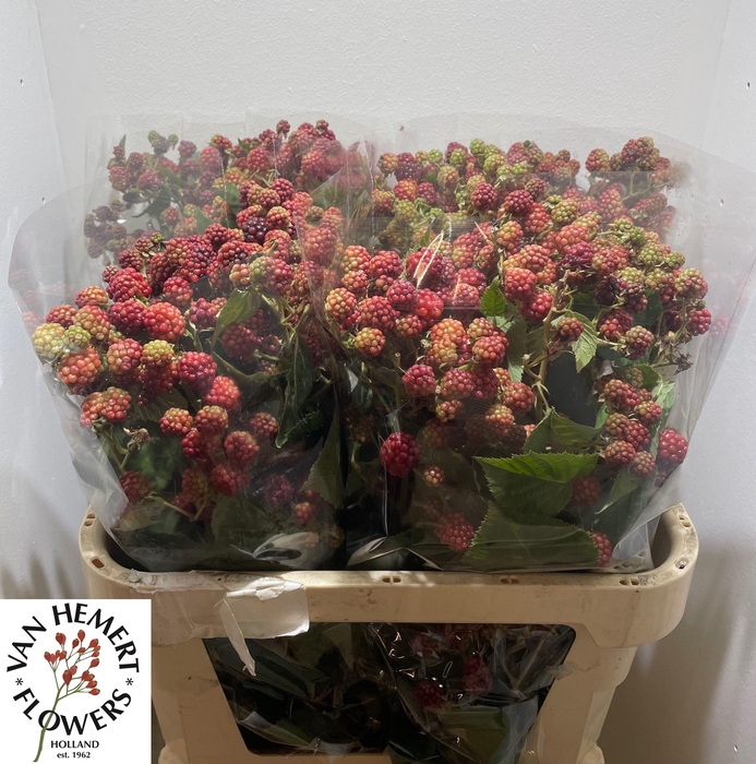 <h4>RUBUS FR CHESTER</h4>