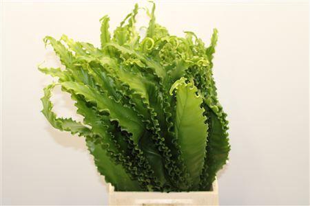 <h4>Asp Nid Osaka</h4>