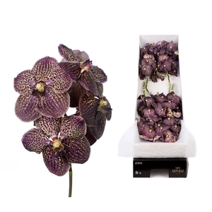 Vanda  'Sunanda Chocolate Brown'