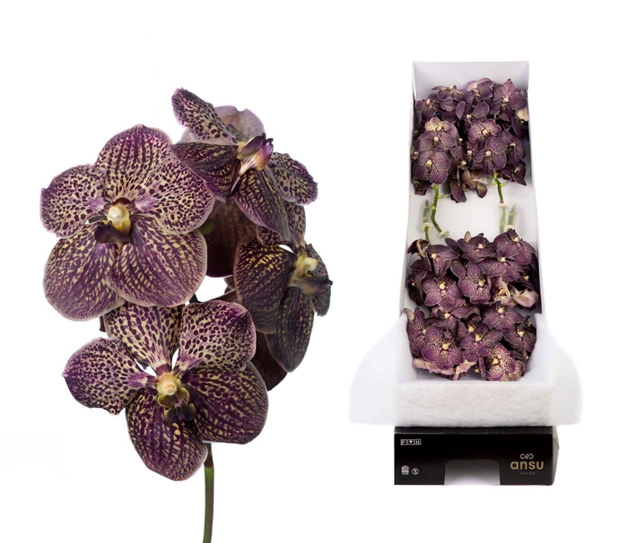 <h4>Vanda 'Sunanda Chocolate Brown'</h4>