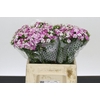 Dianthus Br Amazon Rose Magic