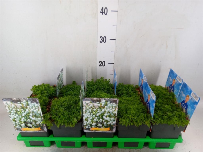 <h4>Campanula cochl.</h4>