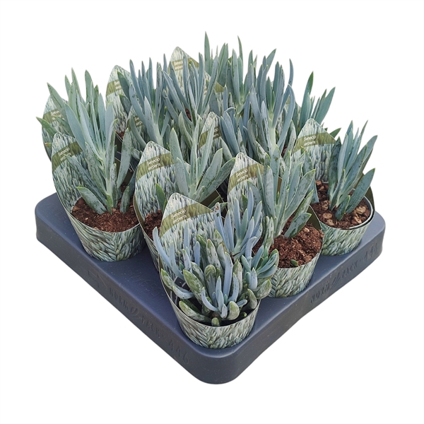 <h4>SENECIO SERPENS - POT Ø 6,5 WITH POTCOVER (SUCCULENTEN)</h4>