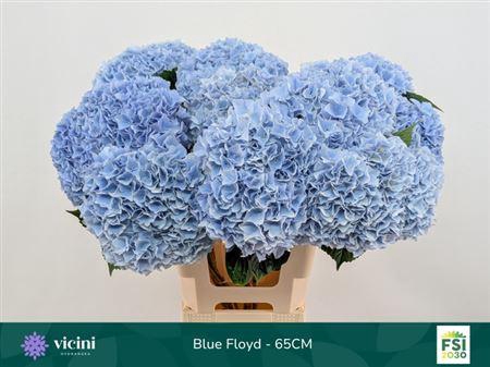 Hydr M Mag Pi Floy B