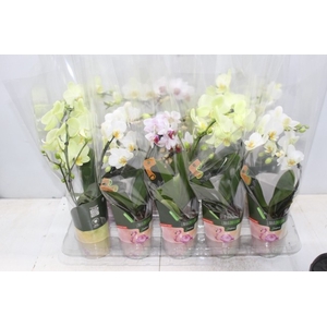 PHALAENOPSIS P09 2 HT TRABALHADA