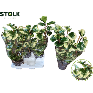 Peperomia op Rek