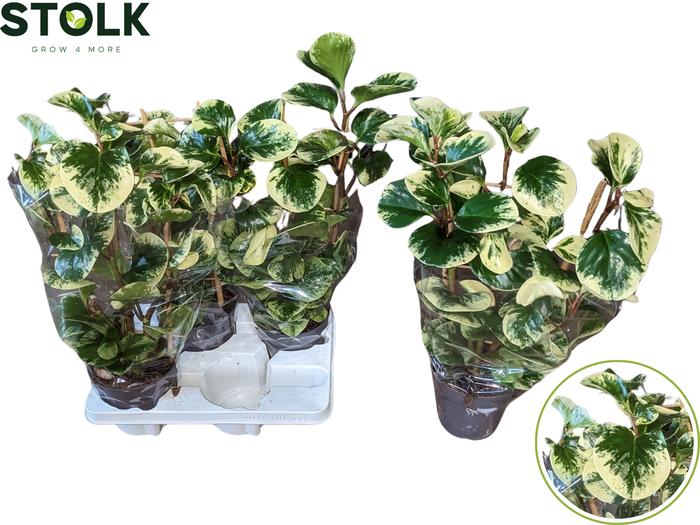 <h4>Peperomia op Rek</h4>