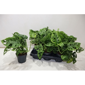 arr8 Monstera Monkey Leaf