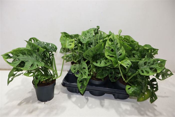 <h4>arr8 Monstera Monkey Leaf</h4>