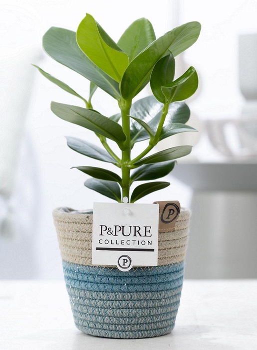 <h4>Clusia Rosea Princess in P&PURE Fashionpot Valerie</h4>