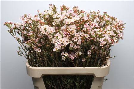 <h4>Chamelauc Moonlight Delight</h4>