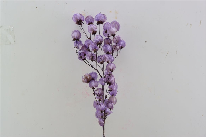 Dried Bougainvillea X5 55cm Dark Lavendel Bunch