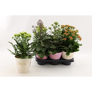 Kalanchoe Special Mix, minimaal 3 soorten van bijgevoegde foto