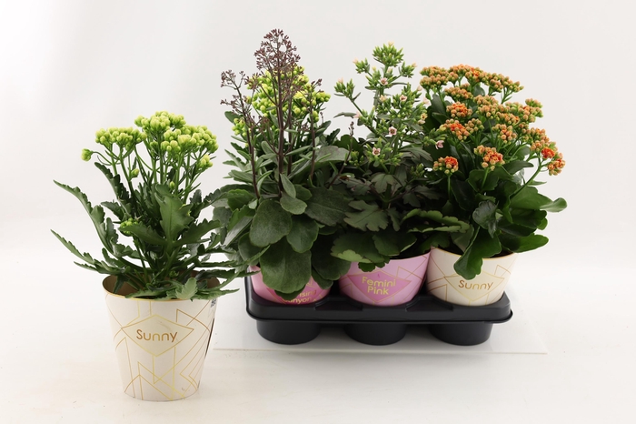 <h4>Kalanchoe Special Mix, minimaal 3 soorten van bijgevoegde foto</h4>