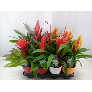 Bromelia   ...mix