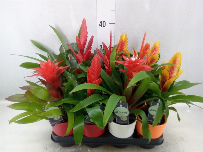 Bromelia   ...mix