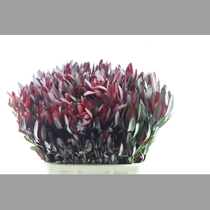 Leucad Saf Sunset Spray