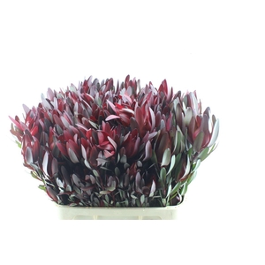 Leucad Saf Sunset Spray