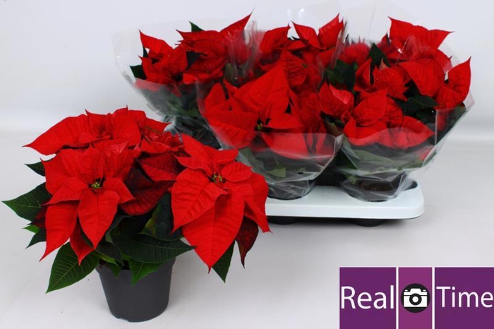 <h4>EUPHOR P CHR EVE</h4>