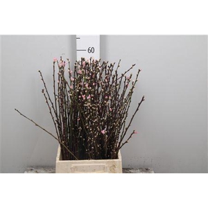 Prunus Pink