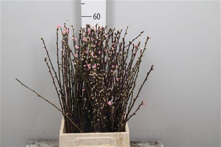 <h4>Prunus Pink</h4>