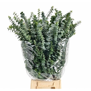 EUCALYPTUS  'BABY BLUE'