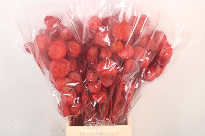 Ascl. Moby Dick Red Per Bunch