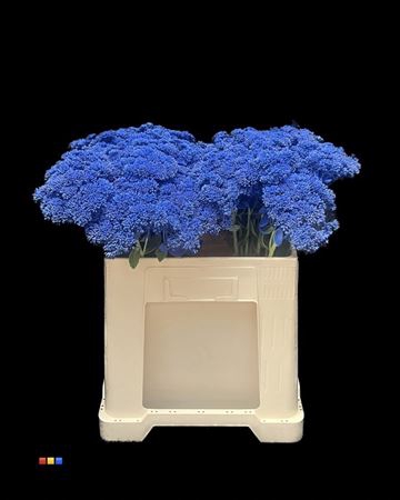 <h4>Sedum Blue</h4>