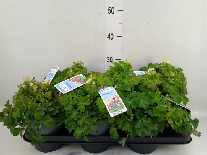 <h4>Aquilegia   ...</h4>