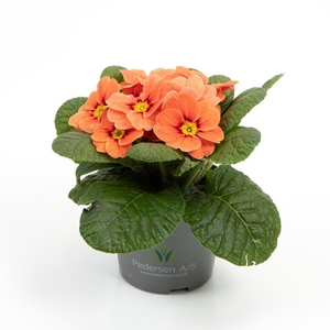 PRIMULA VULGARIS-HYBRID