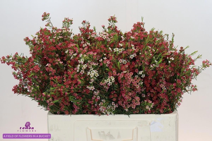 <h4>CHAME UN MY SWEET 16</h4>