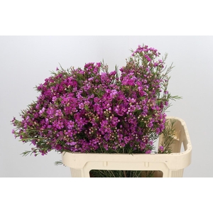 Chamelaucium Eden