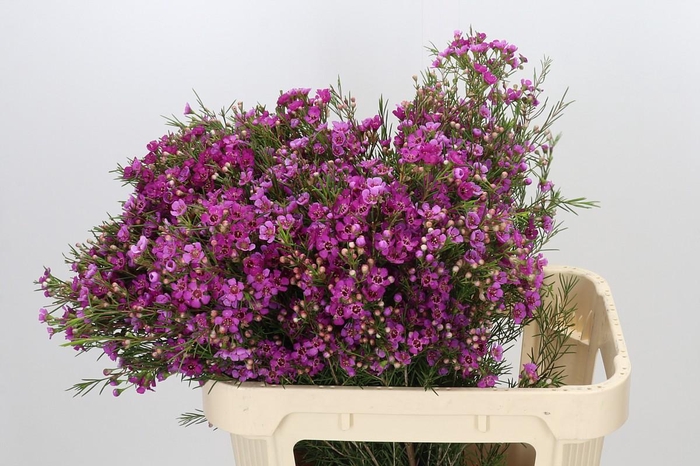 <h4>Chamelaucium Eden</h4>