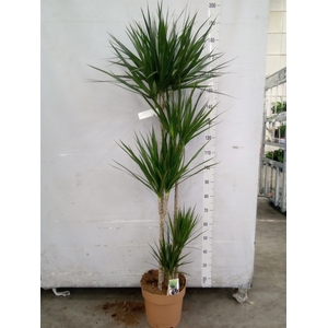 Dracaena marg.