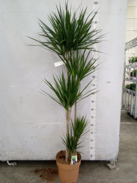 <h4>Dracaena marg.</h4>