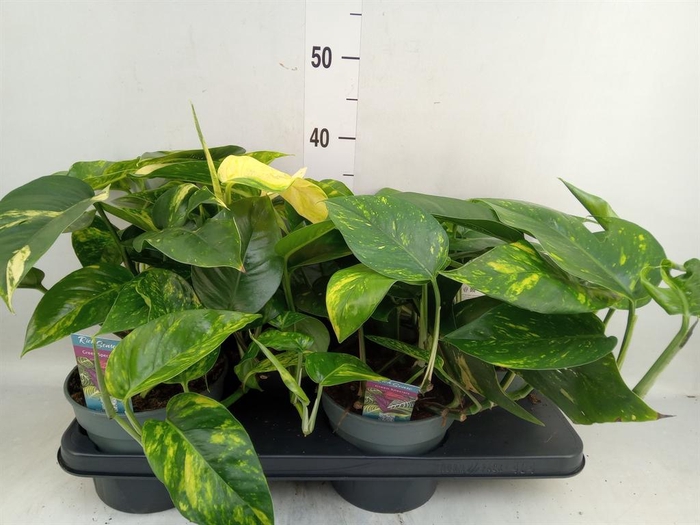 <h4>Epipremnum   ...</h4>