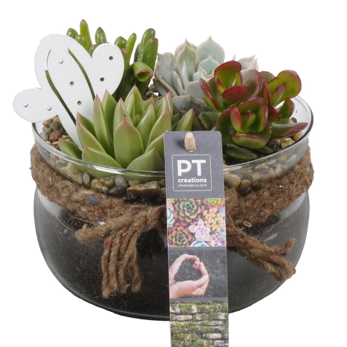 <h4>Arr.  Succulents L%</h4>