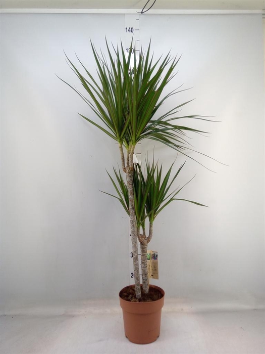 <h4>Dracaena marg.</h4>