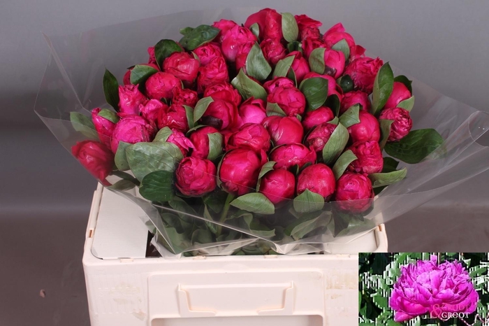 <h4>PAEO L RED SARAH BER</h4>