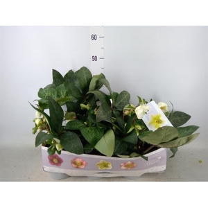 Helleborus  'Fkiss Moondance'