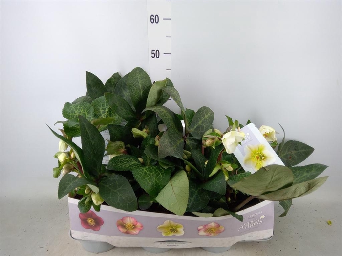 <h4>Helleborus  'Fkiss Moondance'</h4>