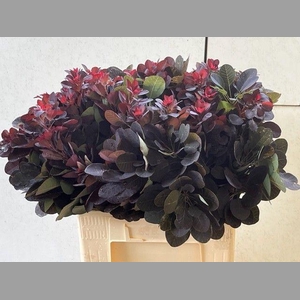 COTI C ROYAL PURPLE