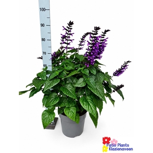 SALVIA PURPLE BLOOM