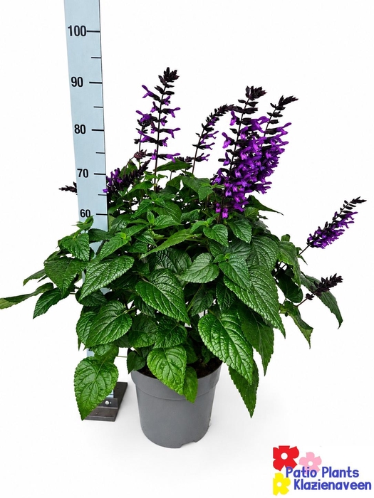 <h4>SALVIA PURPLE BLOOM</h4>
