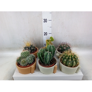 Cactus   ...